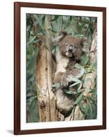 Koala Bear, Phascolarctos Cinereus, Among Eucalypt Leaves, South Australia, Australia-Ann & Steve Toon-Framed Photographic Print