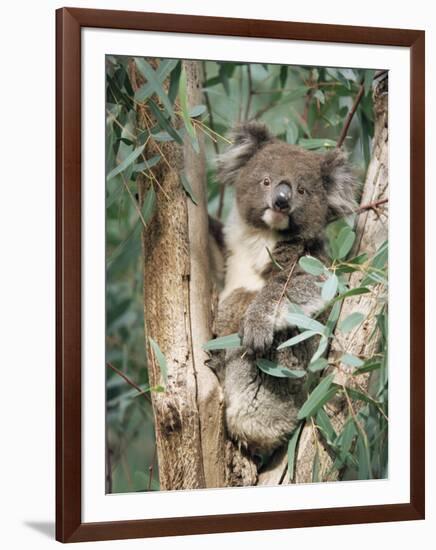 Koala Bear, Phascolarctos Cinereus, Among Eucalypt Leaves, South Australia, Australia-Ann & Steve Toon-Framed Photographic Print