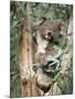 Koala Bear, Phascolarctos Cinereus, Among Eucalypt Leaves, South Australia, Australia-Ann & Steve Toon-Mounted Photographic Print