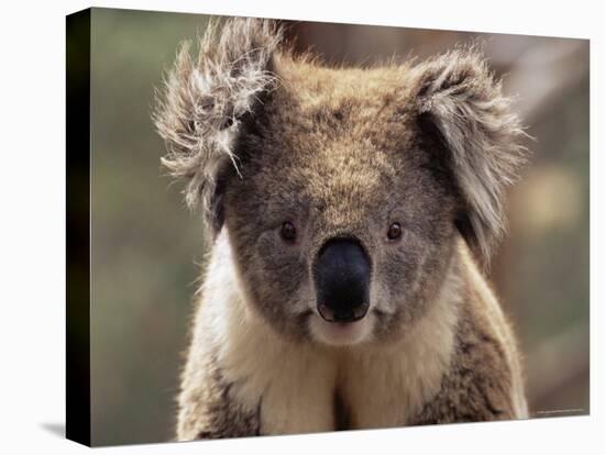 Koala Bear (Phascolarctos Cinereus), Phillip Island, Victoria, Australia, Pacific-James Hager-Stretched Canvas