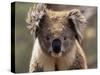Koala Bear (Phascolarctos Cinereus), Phillip Island, Victoria, Australia, Pacific-James Hager-Stretched Canvas