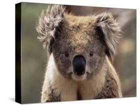 Koala Bear (Phascolarctos Cinereus), Phillip Island, Victoria, Australia, Pacific-James Hager-Stretched Canvas