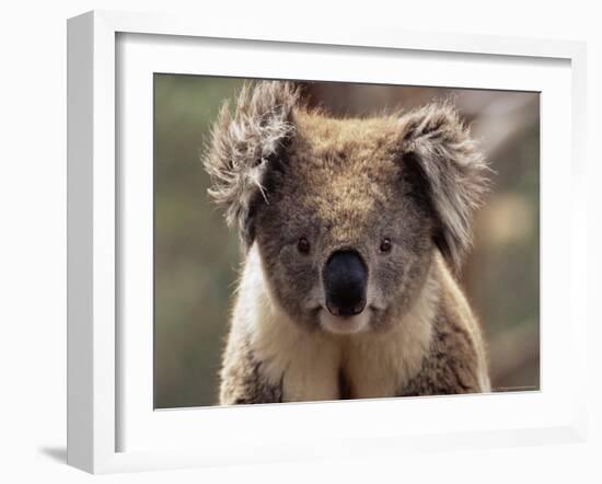 Koala Bear (Phascolarctos Cinereus), Phillip Island, Victoria, Australia, Pacific-James Hager-Framed Photographic Print