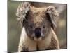 Koala Bear (Phascolarctos Cinereus), Phillip Island, Victoria, Australia, Pacific-James Hager-Mounted Photographic Print