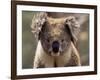 Koala Bear (Phascolarctos Cinereus), Phillip Island, Victoria, Australia, Pacific-James Hager-Framed Photographic Print