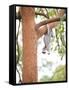 Koala Bear (Phascolarctos Cinereus), Port Macquarie Koala Bear Hospital, New South Wales, Australia-Matthew Williams-Ellis-Framed Stretched Canvas