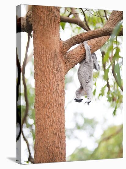 Koala Bear (Phascolarctos Cinereus), Port Macquarie Koala Bear Hospital, New South Wales, Australia-Matthew Williams-Ellis-Stretched Canvas