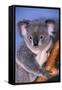 Koala Bear-null-Framed Stretched Canvas