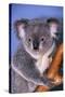 Koala Bear-null-Stretched Canvas