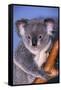 Koala Bear-null-Framed Stretched Canvas