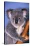 Koala Bear-null-Stretched Canvas