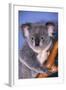 Koala Bear-null-Framed Photographic Print