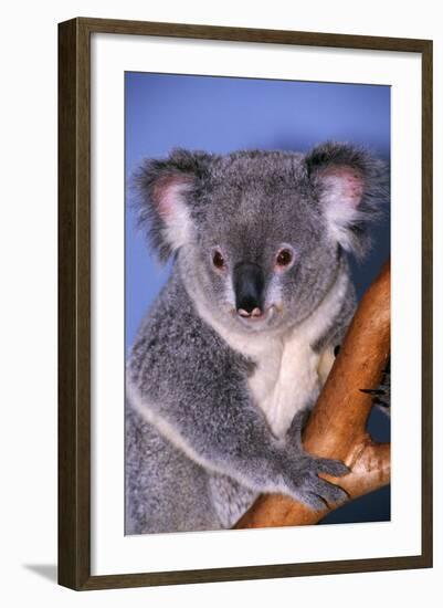 Koala Bear-null-Framed Photographic Print