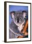 Koala Bear-null-Framed Photographic Print