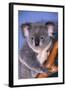 Koala Bear-null-Framed Photographic Print