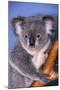 Koala Bear-null-Mounted Photographic Print