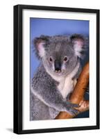 Koala Bear-null-Framed Photographic Print