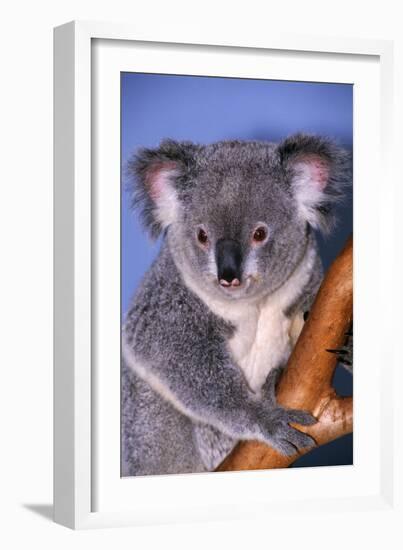 Koala Bear-null-Framed Photographic Print