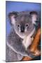 Koala Bear-null-Mounted Photographic Print