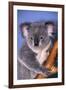 Koala Bear-null-Framed Photographic Print