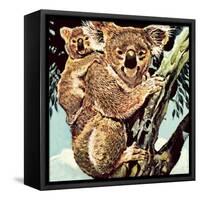 Koala Bear-English School-Framed Stretched Canvas