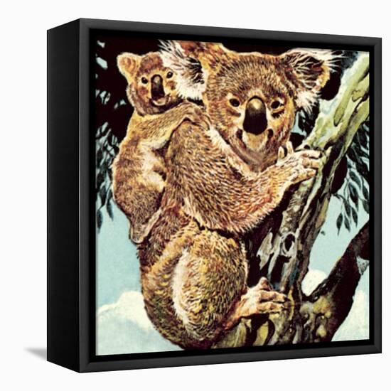 Koala Bear-English School-Framed Stretched Canvas