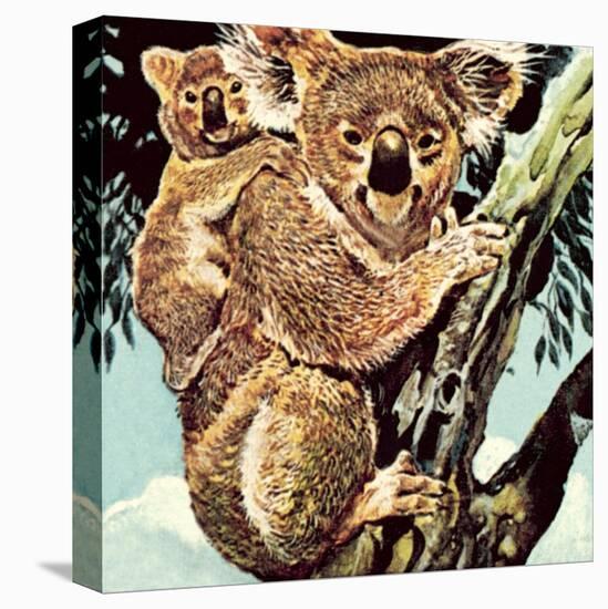 Koala Bear-English School-Stretched Canvas