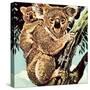 Koala Bear-English School-Stretched Canvas