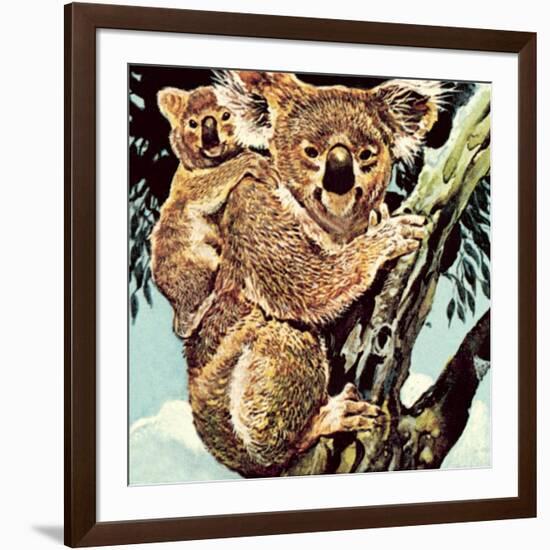 Koala Bear-English School-Framed Giclee Print