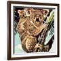 Koala Bear-English School-Framed Giclee Print