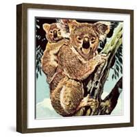 Koala Bear-English School-Framed Giclee Print