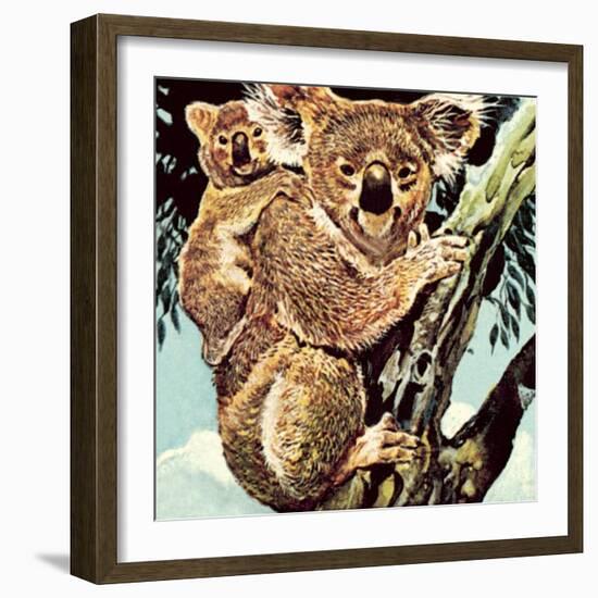 Koala Bear-English School-Framed Giclee Print