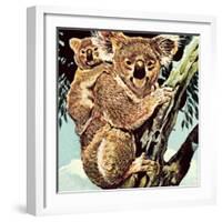 Koala Bear-English School-Framed Giclee Print