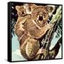 Koala Bear-English School-Framed Stretched Canvas