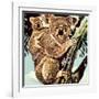 Koala Bear-English School-Framed Giclee Print