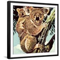 Koala Bear-English School-Framed Giclee Print