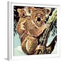 Koala Bear-English School-Framed Giclee Print