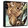 Koala Bear-English School-Framed Stretched Canvas