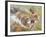 Koala Collage I-Elizabeth St. Hilaire-Framed Art Print