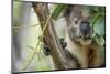 Koala eating gum leaves in a tree, Victoria, Australia-Doug Gimesy-Mounted Photographic Print