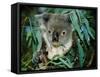 Koala Eating, Rockhampton, Queensland, Australia-Cindy Miller Hopkins-Framed Stretched Canvas