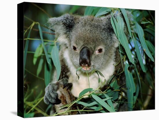 Koala Eating, Rockhampton, Queensland, Australia-Cindy Miller Hopkins-Stretched Canvas