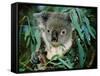 Koala Eating, Rockhampton, Queensland, Australia-Cindy Miller Hopkins-Framed Stretched Canvas