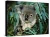Koala Eating, Rockhampton, Queensland, Australia-Cindy Miller Hopkins-Stretched Canvas