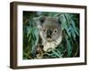 Koala Eating, Rockhampton, Queensland, Australia-Cindy Miller Hopkins-Framed Photographic Print