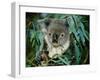 Koala Eating, Rockhampton, Queensland, Australia-Cindy Miller Hopkins-Framed Photographic Print