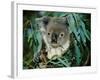 Koala Eating, Rockhampton, Queensland, Australia-Cindy Miller Hopkins-Framed Photographic Print