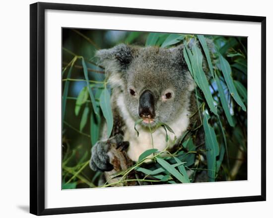 Koala Eating, Rockhampton, Queensland, Australia-Cindy Miller Hopkins-Framed Photographic Print