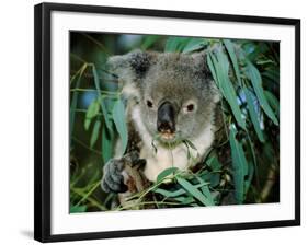 Koala Eating, Rockhampton, Queensland, Australia-Cindy Miller Hopkins-Framed Photographic Print