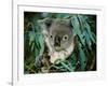 Koala Eating, Rockhampton, Queensland, Australia-Cindy Miller Hopkins-Framed Photographic Print